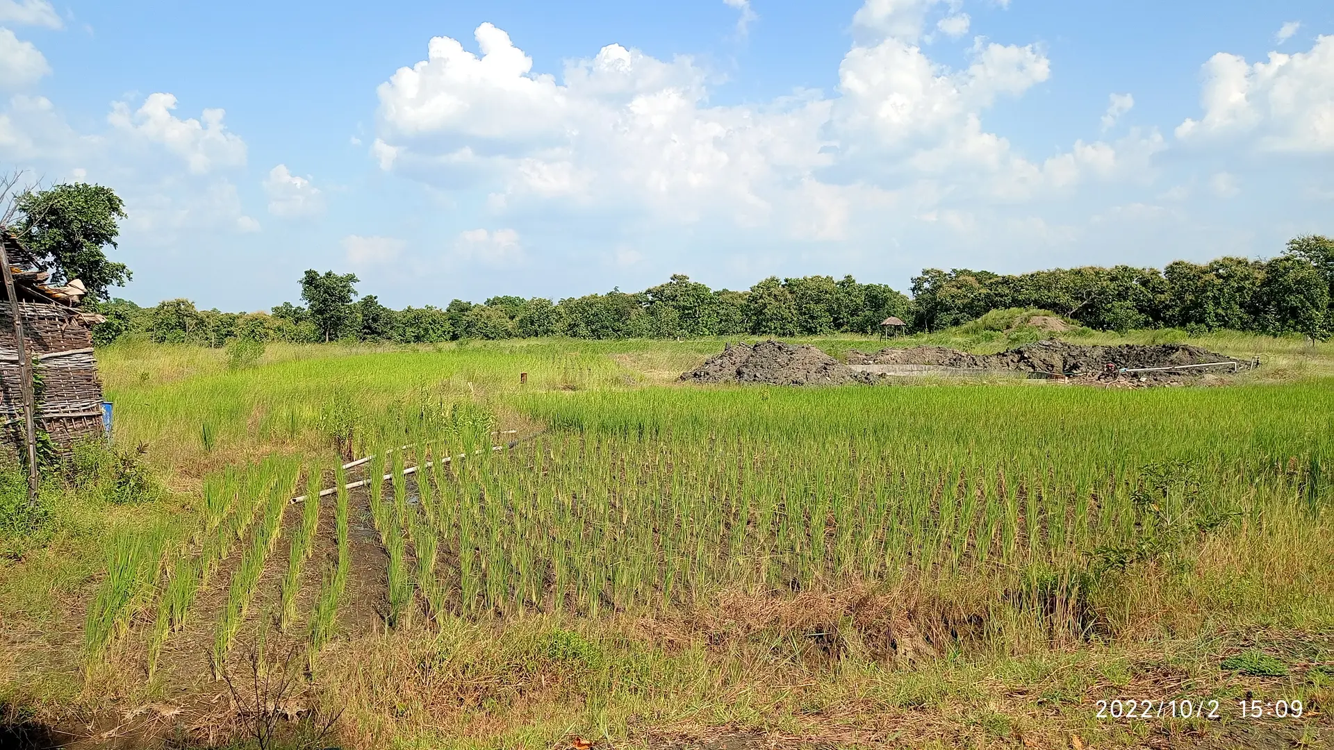 sahavardhan farm saplings